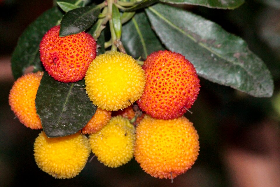 Fruit nature leaf
