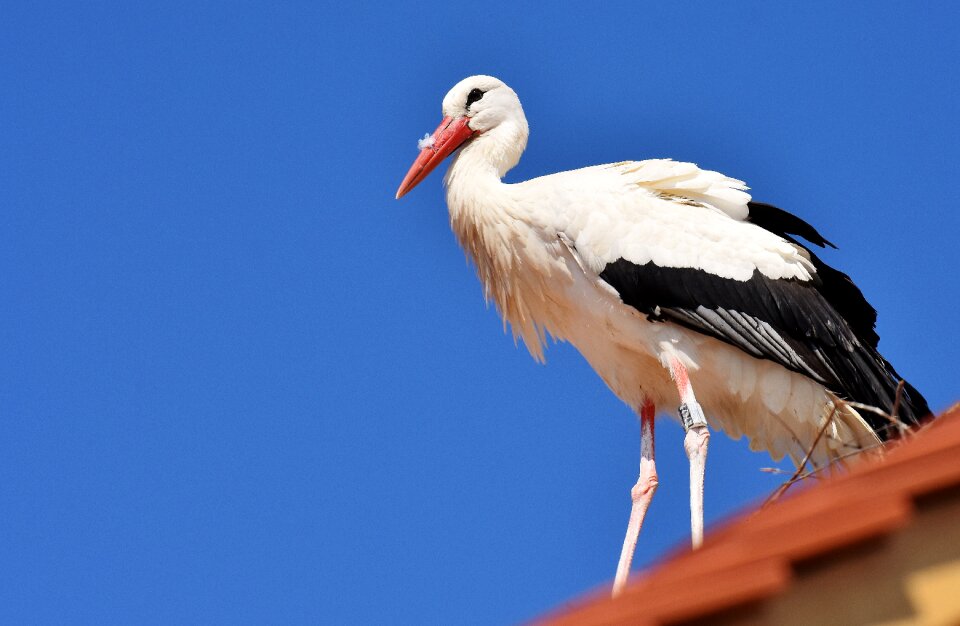 White stork plumage nature photo