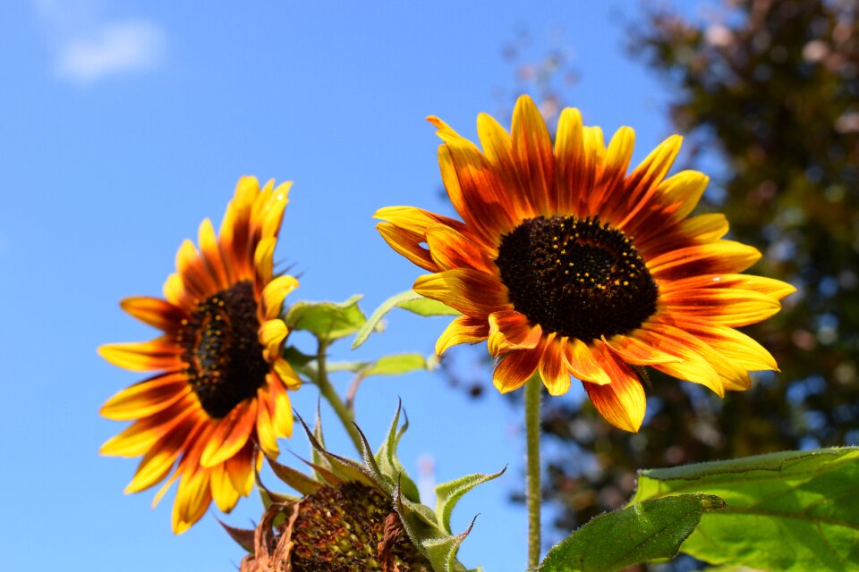 Sunflowers blue sky summer