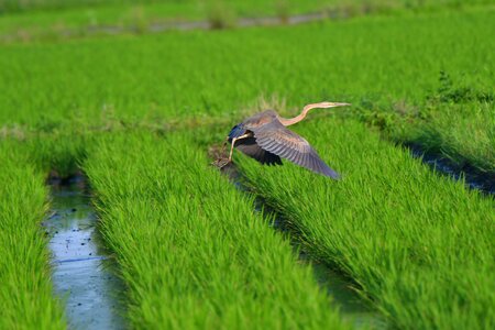 Field outdoors kick rabbit