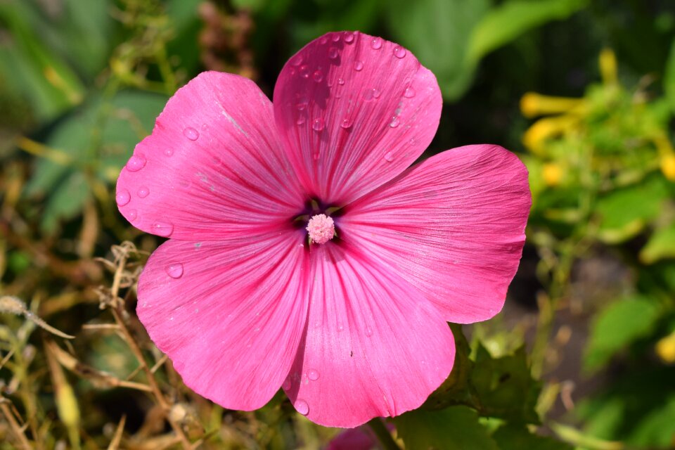 Pink flower garden summer