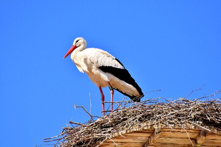 White stork plumage nature