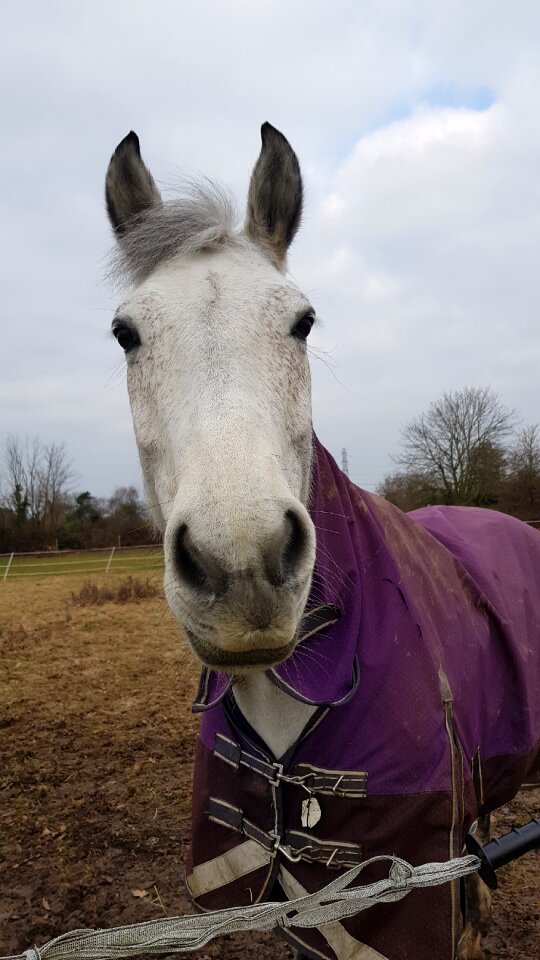 Mammal nature horse