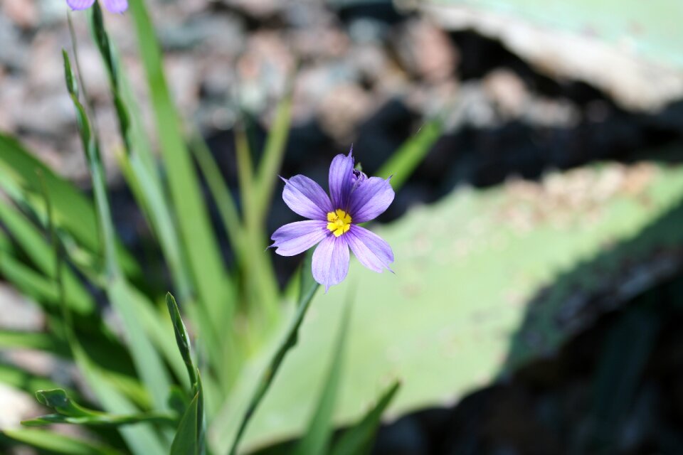 Narrow leaf blue-eyed grass or wiry blue-eyed grass blue