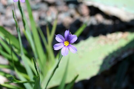 Narrow leaf blue-eyed grass or wiry blue-eyed grass blue photo