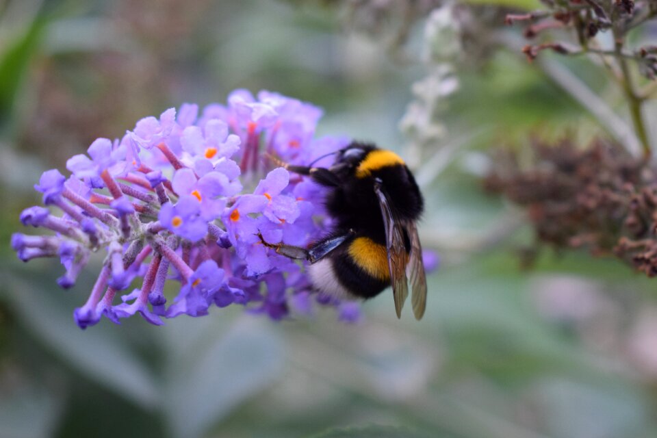 Garden purple flower butterflies