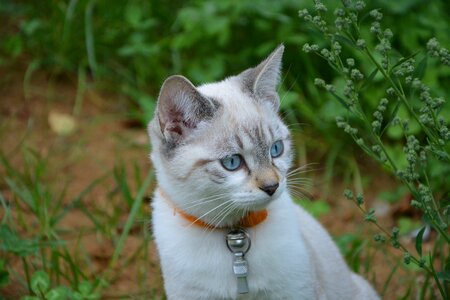 Young cat look blue eyes