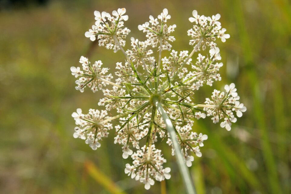 Flowers close up geometry