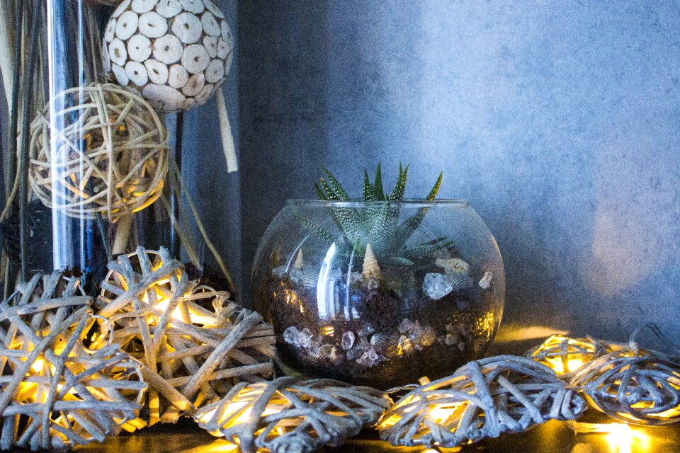 Color light cactus