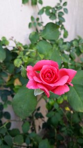 Flower garden nature