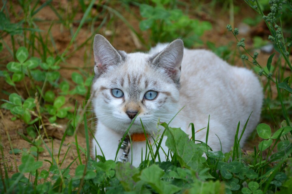 Young cat look blue eyes