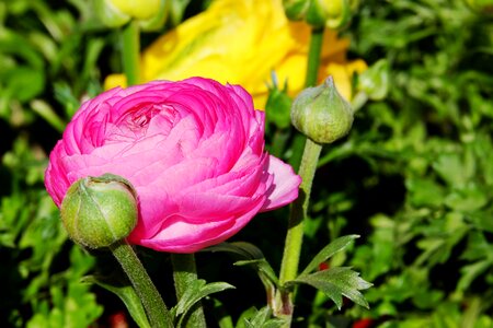 Bloom bloom bi color