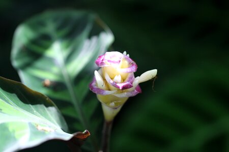 White pink green photo