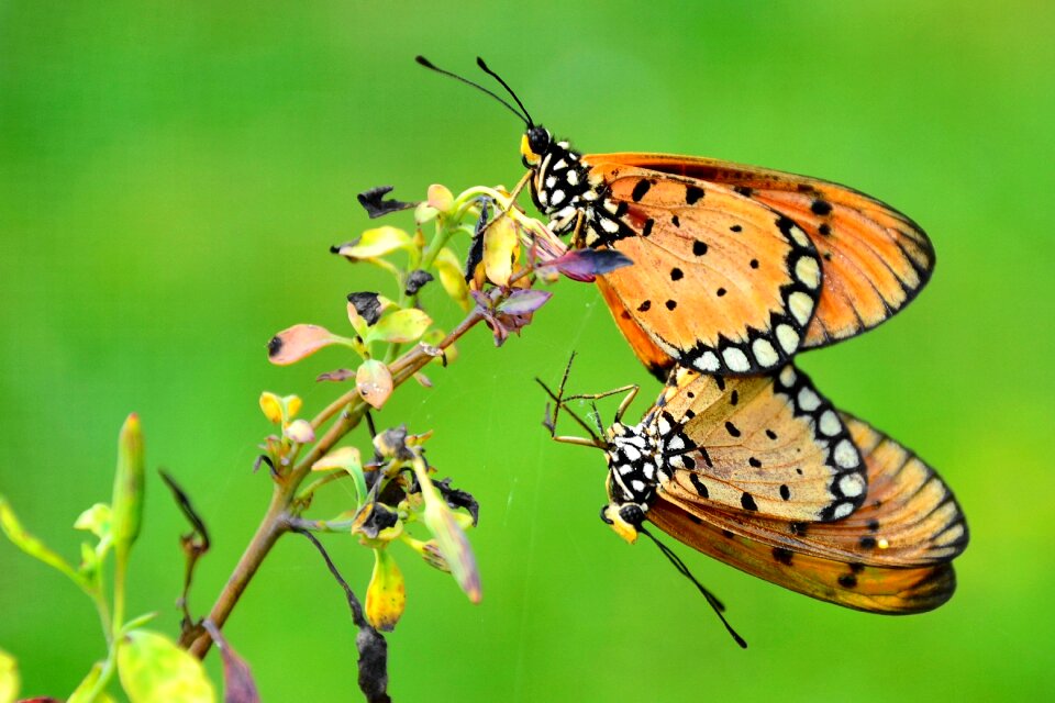 Love wedding nature