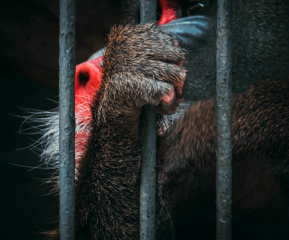 Monkey wildlife cage