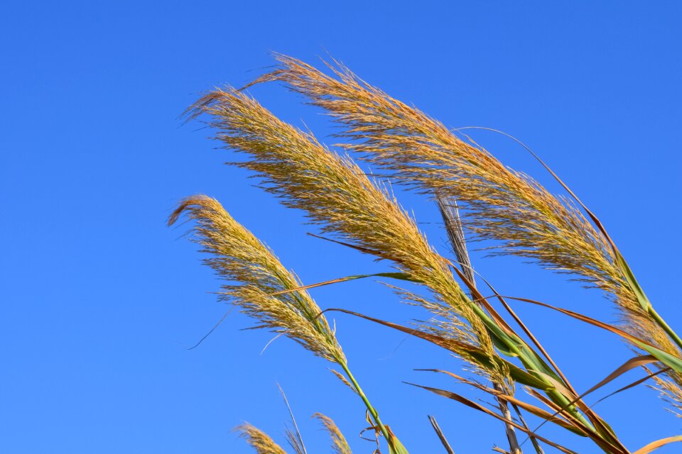 Summer nature season