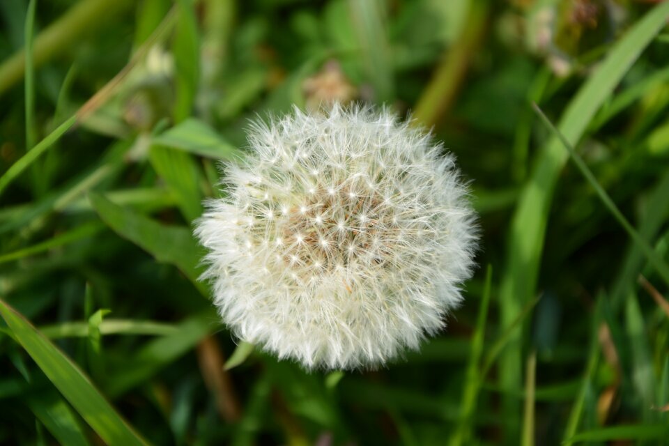 Nature plant summer