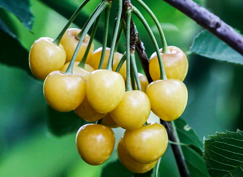 Cerezas blancas fruit