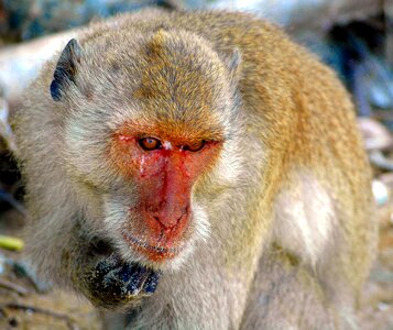 Primate animal world face