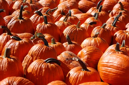 October america harvest
