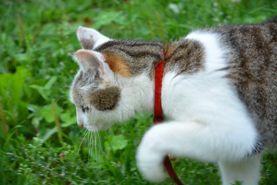 Cat outside grass cat garden photo