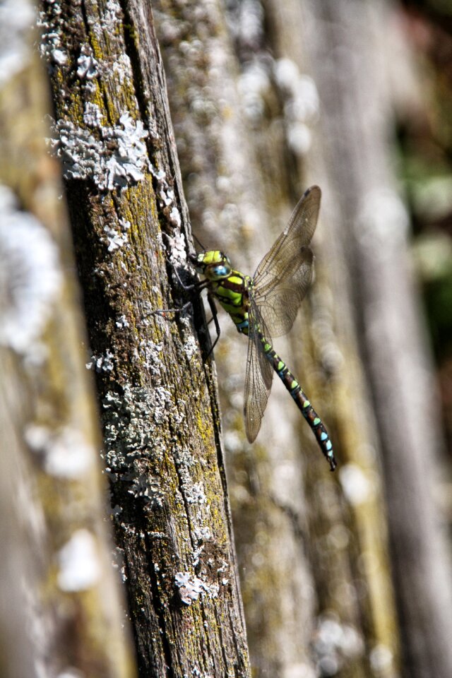 Insect close up environment