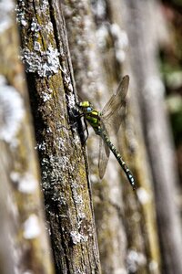 Insect close up environment