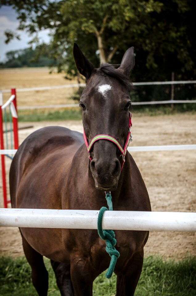 Animal horses bay horse