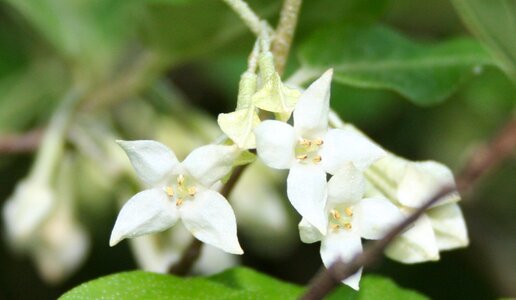 Invasive plants flower green