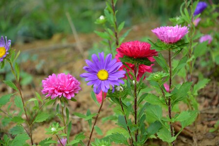 Flower summer plants flowering botany photo