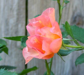 Green weathered fence flower photo