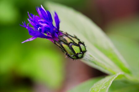 Close up flower plant
