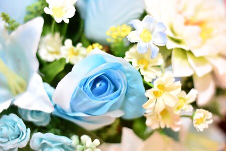 Spring blooming summe