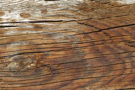 Pattern timber brown photo