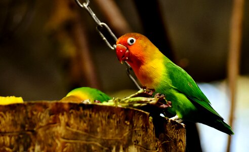 Colorful bill orange