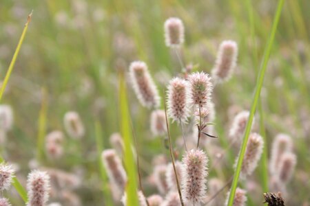 Trifolium arvense pointed flower close up
