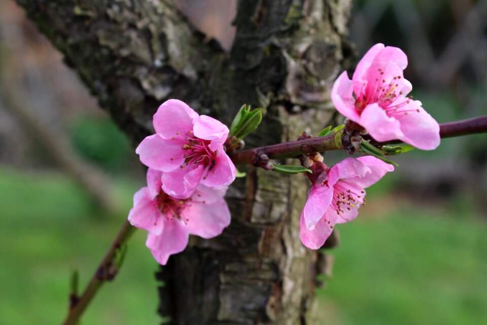 Pink flowers tree nature
