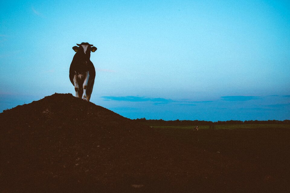 Cattle hill field