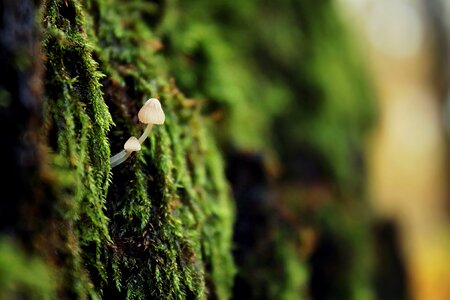 Litter moss forest