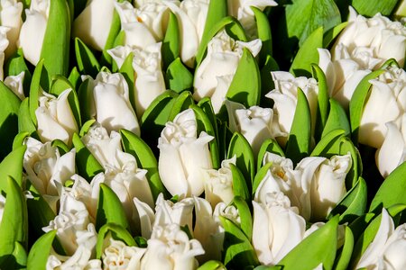 White spring spring flowers