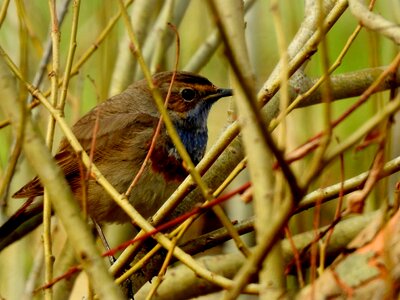 Bluethroat rarely garden