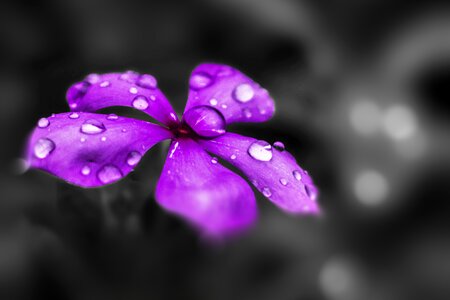 Purple flower nature floral photo