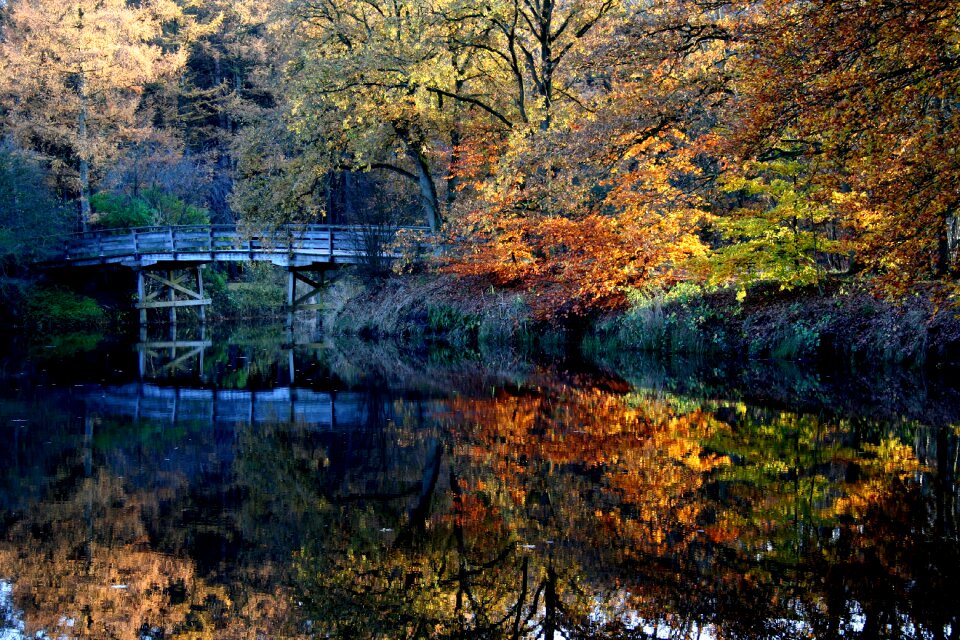 Figtree holland color