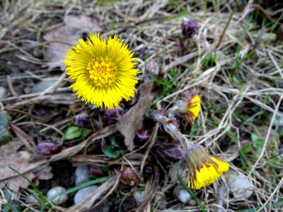 Spring flower yellow medicinal herbs photo