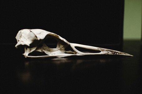 Bone dead remnant