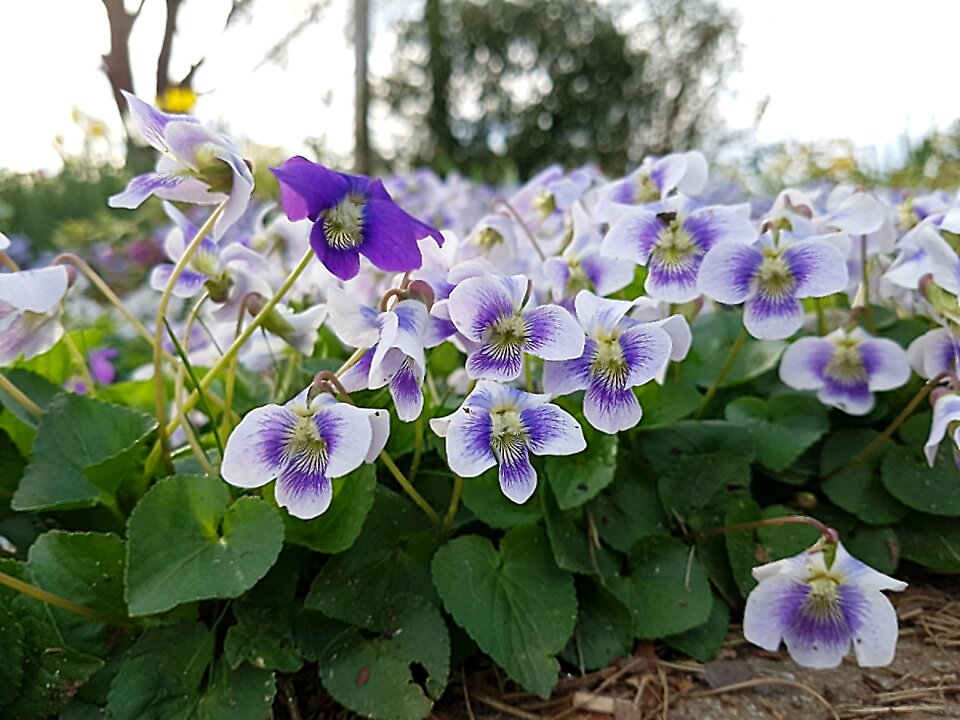 Flowers cyclamen garden