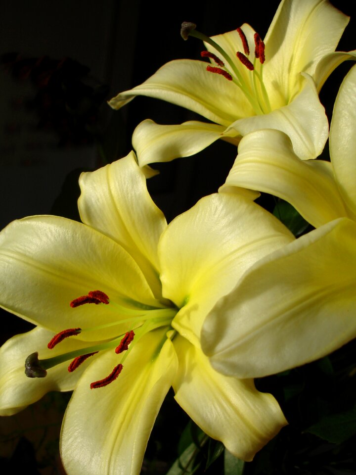 Flower nature lily photo