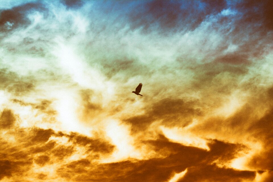 Animal sky sunset