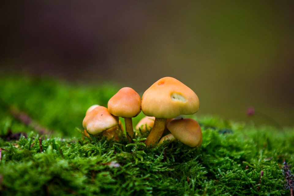 Autumn bladmossor vegetable