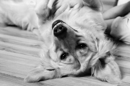 White animal futrzak